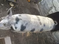 公猪, Pigs — 照片 2