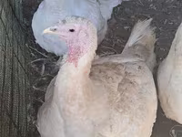 Turkeys — photo 2