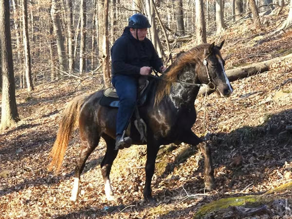 公马, Rocky Mountain Horse