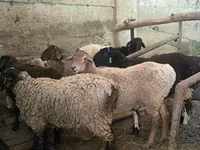 公羊, Hissar sheep — 照片 7