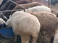 公羊, Hissar sheep — 照片 1