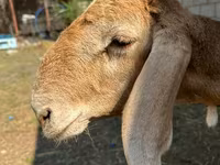 Ram, Arashan sheep — photo 6