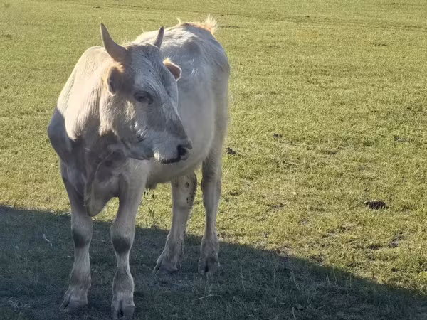 Bull, Cattle