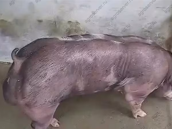 公猪, Pigs — 俄罗斯