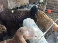 Sheep, Rhon sheep — photo 6