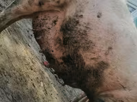 母猪, Pigs — 照片 1
