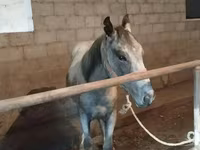 Hengst, Horse breed — Foto 2