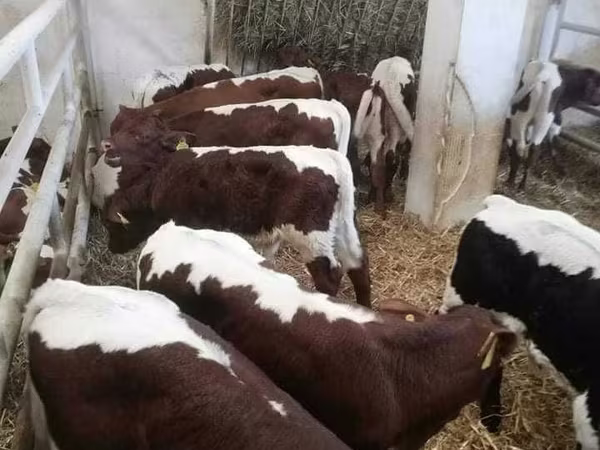 公牛, Limousin cow
