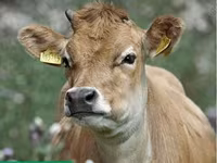 Cow, Aberdeen-Angus — photo 5