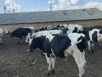 公牛, Russian Black pied cattle — 照片 2