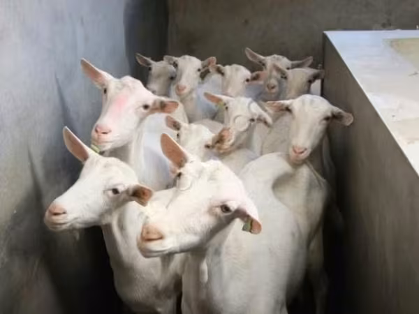 母山羊, Goats — 俄罗斯