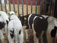 公牛, Cattle — 照片 3