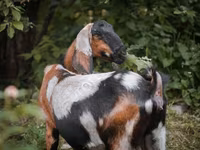 Goat, Nubian Goat — photo 7
