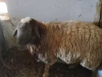 公羊, Sheep — 照片 3