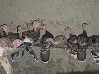 Turkeys — Foto 3
