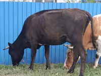 母牛, Cattle — 照片 1
