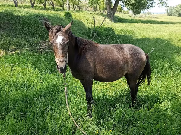 母马, Horses