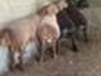 मेढ़ा, Arashan sheep — फ़ोटो 8