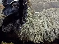 Schaf, Romanov sheep — Foto 5