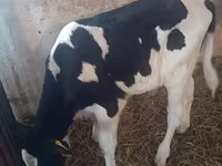 公牛, Cattle — 照片 7