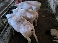 Oveja, Dorper sheep — foto 3