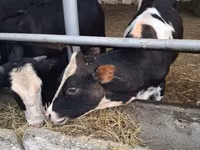 母牛, Swiss cattle — 照片 6