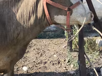 母牛, Alatau breed — 照片 7