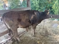 母牛, Alatau breed — 照片 3
