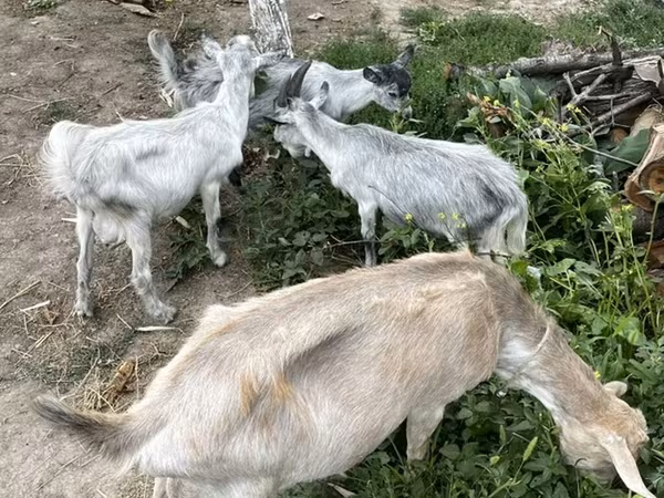 Cabra, Cabras — Kirguistán