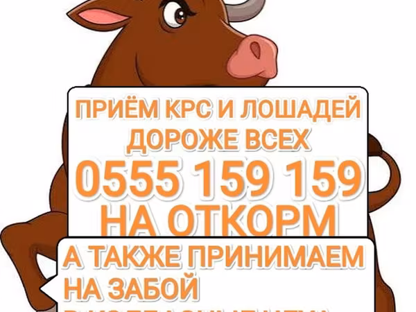 Rinder