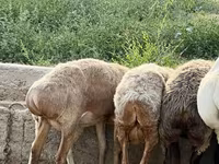 母羊, Sheep — 照片 2