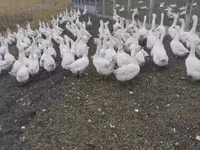 Geese — Foto 3