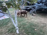 Oveja, Arashan sheep — foto 4