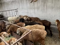 भेड़, भेड़ — फ़ोटो 2
