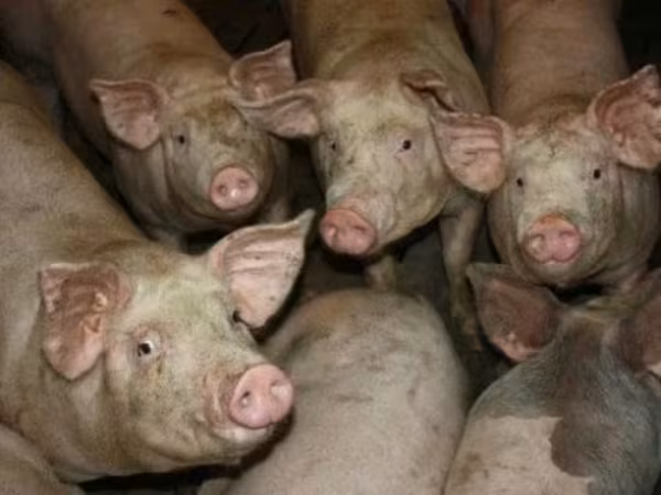 公猪, Pigs