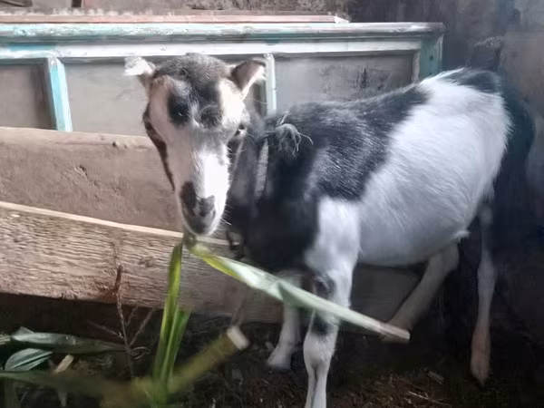 Goat, Goats