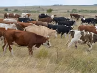 Bull, Simmental cattle — photo 3