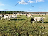 公羊, Dorper sheep — 照片 2