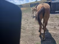 Yegua, Caballos — foto 3