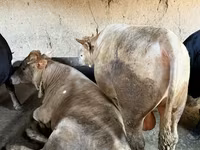 सांड, मवेशी — फ़ोटो 1