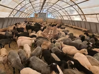 मेढ़ा, Dorper sheep — फ़ोटो 1