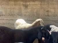 公羊, Arashan sheep — 照片 5