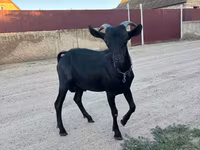 Ziegenbock, Murcia-Granada goats — Foto 1