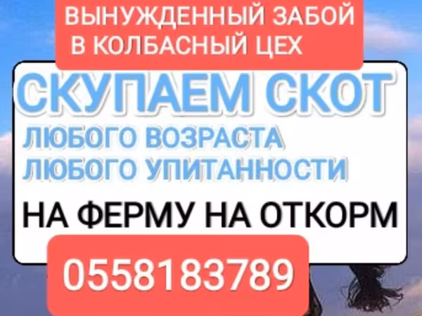 ม้า