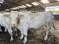 Cow, Charolais cattle — photo 2