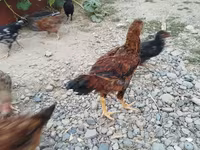 Chickens — Foto 3