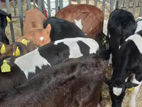 公牛, Cattle — 照片 5