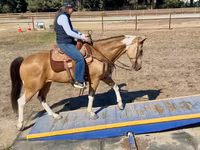 घोड़ी, Quarter Horse — फ़ोटो 6