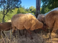 公羊, Sheep — 照片 3