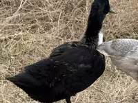 Ducks — الصورة 1